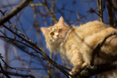 Komik kırmızı kedi şaşkınlıkla aşağı bakıyor.
