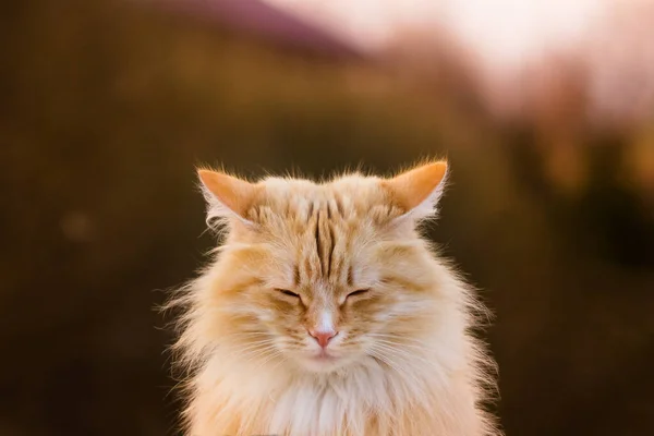 Gatto Rosso Che Sembra Cucciolo Volpe Catturato Zen Semplicemente Addormentato — Foto Stock