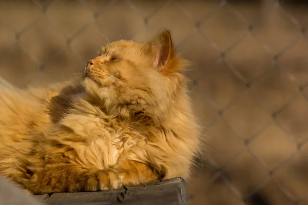 Червоний Пухнастий Кіт Щасливий Життям Спить Сонці — стокове фото