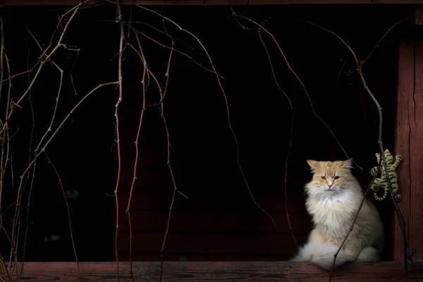 Czerwony kot siedzi na ganku drewnianego domu — Zdjęcie stockowe