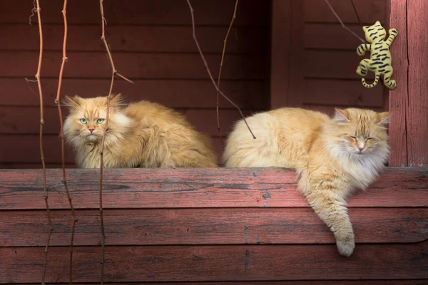 Dvě kočky sedí na verandě. Čekání na jídlo — Stock fotografie