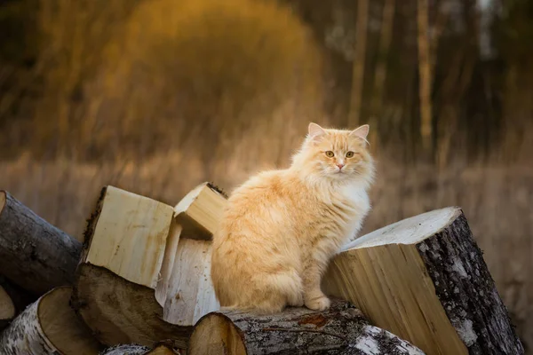 Gato peludo rojo en los árboles cortados para leña está mirando a la distancia —  Fotos de Stock