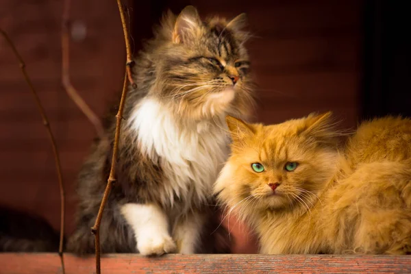 Er zitten twee katten op de veranda. Wachten op voedsel — Stockfoto