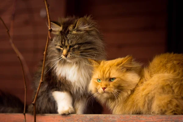 Due gatti sono seduti sotto il portico. In attesa di cibo — Foto Stock