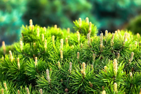 Young shoots of pine on a green background — Stock Photo, Image