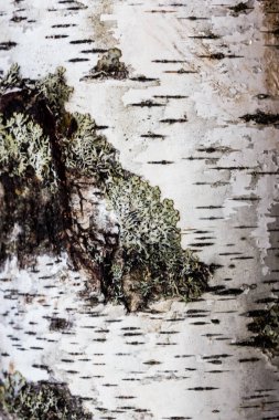 Yosun ve çatlaklarla dolu beyaz huş ağacı kabuğu.