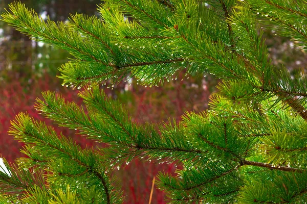 Pine branches on the background of pines — Stock Photo, Image