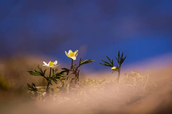 Śmieszne wiosenne kwiaty na rozmytym tle w słoneczny dzień — Zdjęcie stockowe
