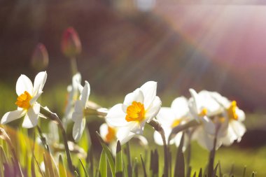 Batan güneşin ışınlarında beyaz ve sarı nergisler