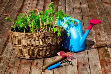 Domates fidanlarıyla dolu hasır sepet.