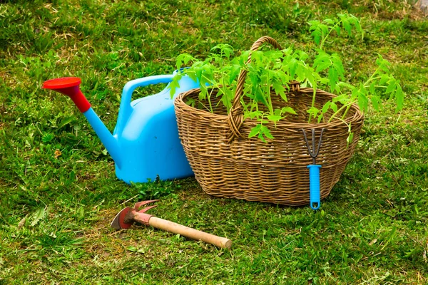 Rieten mand met tomatenzaailingen close-up — Stockfoto