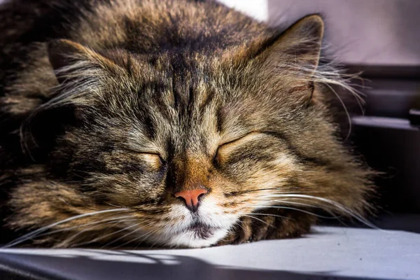 Soffice gatto dorme su un davanzale sotto il sole — Foto Stock