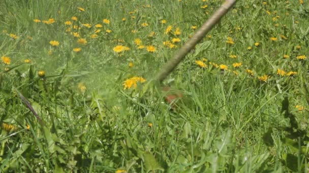 男は雨の後の晴れた日にガストリマーで芝生を刈る — ストック動画