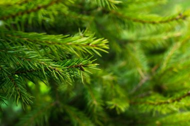Yeşil bir Noel arka planında fidan dalı