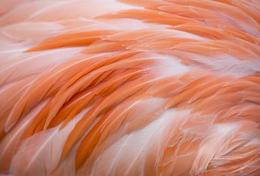 Flamingo tüy arka plan
