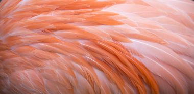 Flamingo tüy arka plan