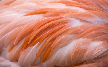 Flamingo tüy arka plan