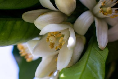 Yeşil parlak portakal ağacı yaprakları ve portakal çiçeği neroli yağmur damlaları, çiğ arka plan ile. Neroli yağdır üretilen bir uçucu yağ Turunç ağacı çiçeği onun kokusu tatlı, tatlı ve biraz metalik yeşil ve baharatlı yönleri ile
