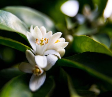 Neroli. Yeşil parlak portakal ağacı yaprakları ve yağmur damlaları ile turuncu çiçek neroli, çiy arka plan