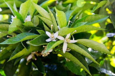 Neroli. Yeşil parlak portakal ağacı yaprakları ve yağmur damlaları ile turuncu çiçek neroli, çiy arka plan