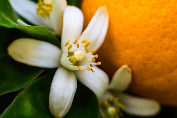 甜橙树与内罗利花和叶子 露水背景 Neroli 油是一种精油 由苦橙树的花朵产生 其香味是甜的 蜂蜜的 有点金属质的 有绿色和辛辣的面 — 图库照片