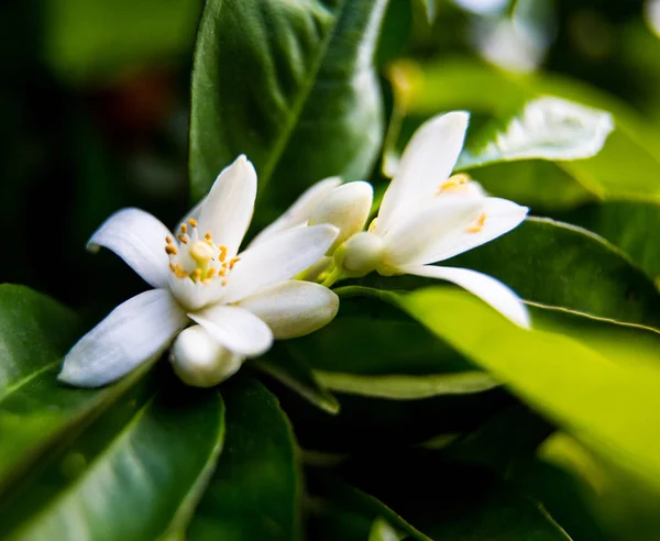 绿色明亮的橘子树叶子和橙色花罗莉与雨滴 露水的背景 尼罗利油是一种精油 从苦橙树的花朵产生它的香味是甜的 蜂蜜和有点金属与绿色和辛辣的方面 — 图库照片