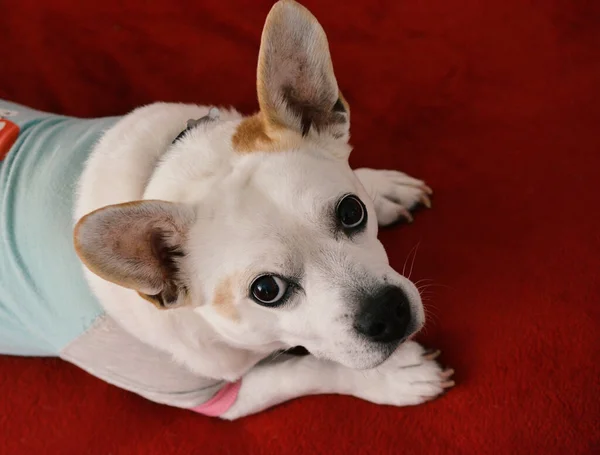Kırmızı bir kanepede uzanmış Ciddi Köpek sana bakıyor.