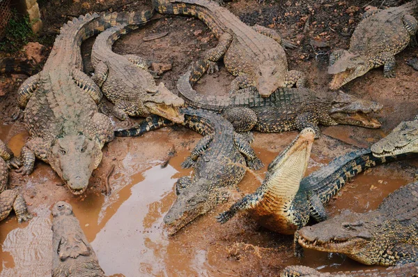 Les crocodiles se battent pour la nourriture dans un marais à Cuba . Photo De Stock
