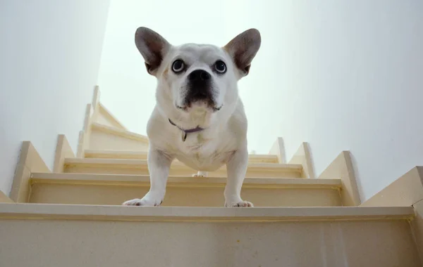 Patronluk taslayan, melez beyaz bir köpek merdivenlerden aşağı bakıyor.