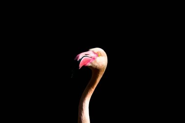 Siyah arka planda pembe bir flamingo..