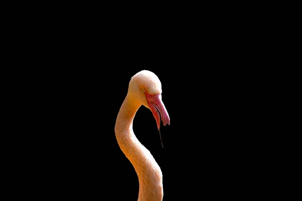 Siyah arka planda pembe bir flamingo..