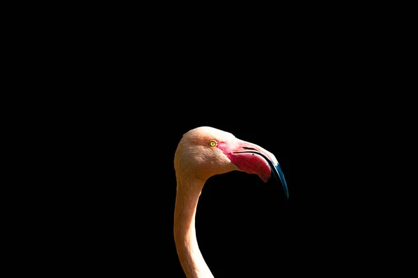 Ein rosa Flamingo auf schwarzem Hintergrund. — Stockfoto