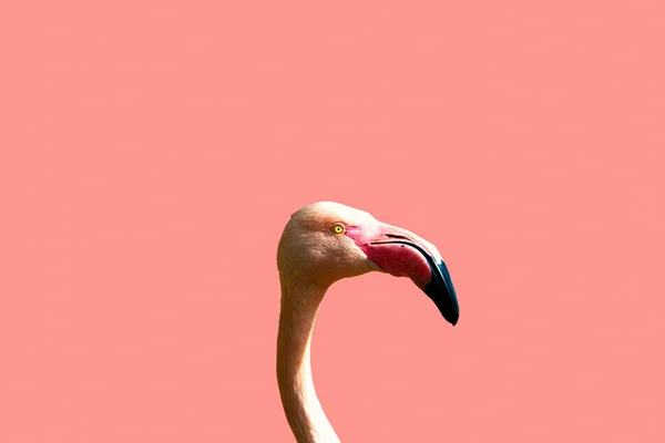 Rosafarbenes Flamingo-Profil auf rosa Hintergrund. — Stockfoto