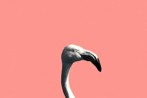 Pembe arka planda siyah beyaz flamingo.