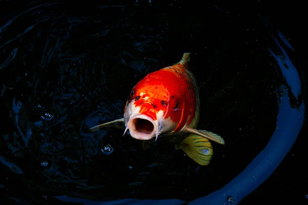 Koi Fish in Outdoor Koi Pond with Mouth Open. — Stock Photo, Image