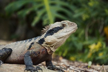 Ormandaki Kertenkele Ağaçta oturuyor.