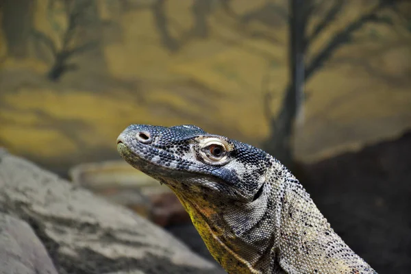 Lizard 'ın Kameraya Bakış Fotoğrafını Kapat