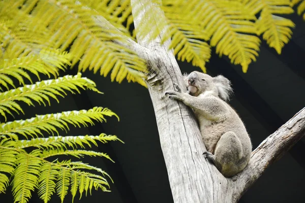 Avustralya 'da Ağaca Sarılma Gri Koala.