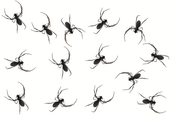 Много чёрных пауков на белом фоне — стоковое фото