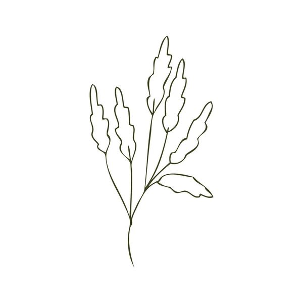 Rostlina Izolovaná Bílém Vektorové Ilustrace — Stockový vektor