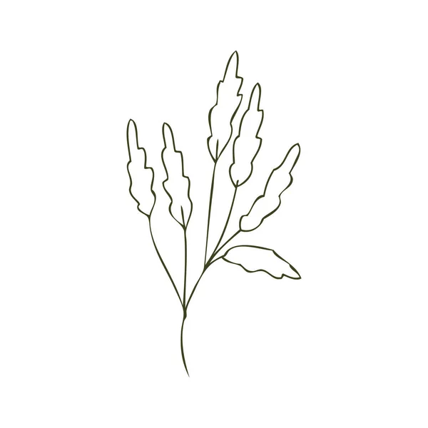 Plant Geïsoleerd Witte Vector Illustratie — Stockvector