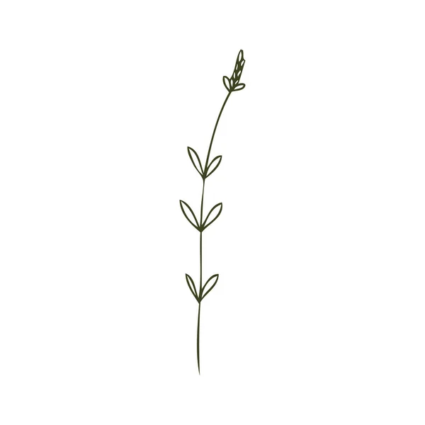 Plante Isolée Sur Blanc Illustration Vectorielle — Image vectorielle