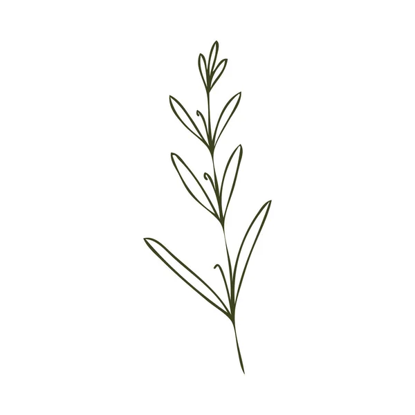 Растение Изолировано Белой Векторной Иллюстрации — стоковый вектор