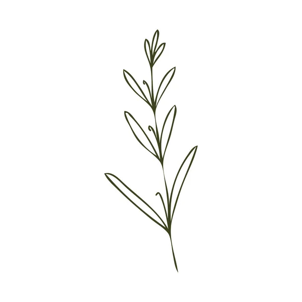 Plant Geïsoleerd Witte Vector Illustratie — Stockvector