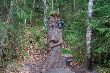 Güzel yaz ormanı, ormanda yürü