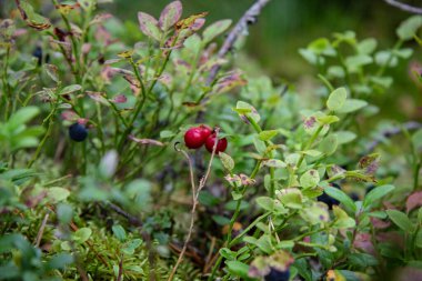 Ormanda böğürtlen, güzel doğa