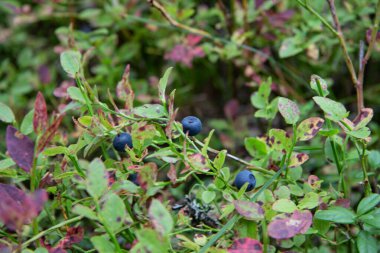 Ormanda böğürtlen, güzel doğa