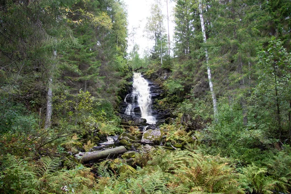 Vattenfall Tät Skog — Stockfoto