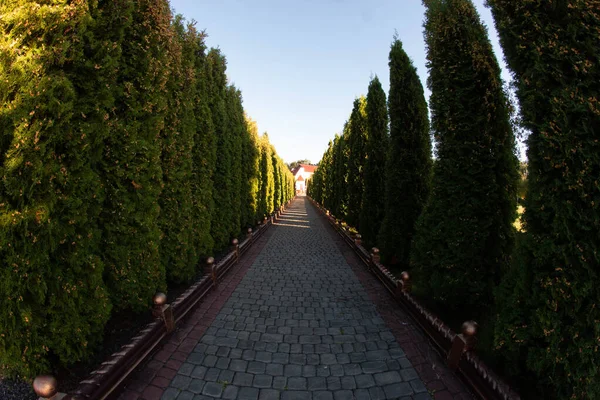 Sonnige Allee Mit Hohen Bäumen — Stockfoto