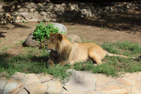 Lion Repose Sur Herbe — Photo